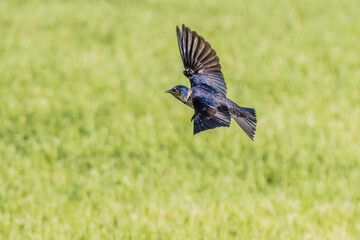purple martin