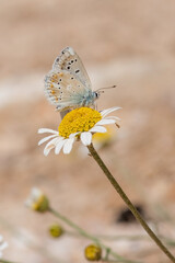 Lycaenidae / Çokgözlü Turkuvaz Mavisi / / Polyommatus dorylas