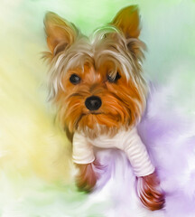 yorkshire terrier puppy colorful