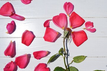 red rose petals on a white wood background