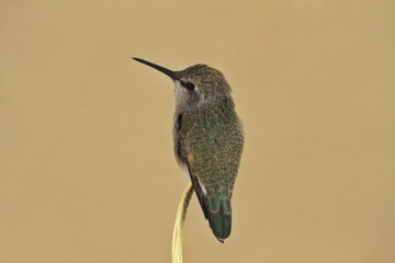 Hummingbird portrait with surrounding copy space © F&J McGinn