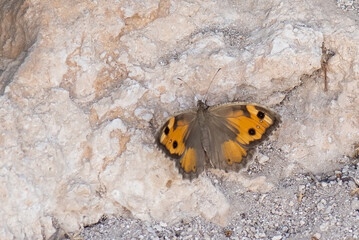 butterfly on stone