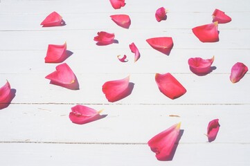 red rose petals on white wood