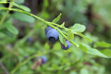 blueberries in the forest