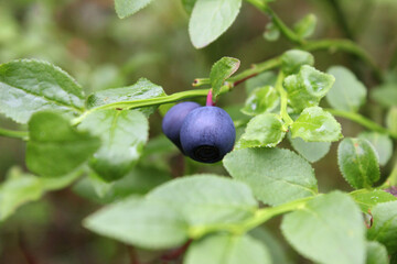 blueberries on a branch