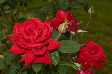 Summer. Roses blossomed in the garden of a country house.