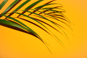 shadow from palm tree branch on a yellow background. High quality photo