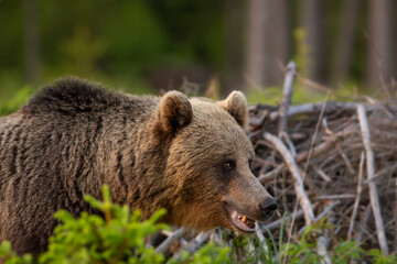 Wild brown bear in natural habibat. Brown bear in nice forest. Ursus arctos,close up.Wildliffe photography in the slovak country (Tatry)