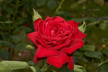 Summer. Roses blossomed in the garden of a country house.