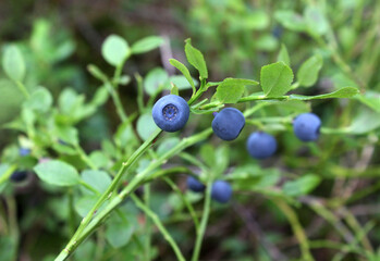 blueberries on a bush