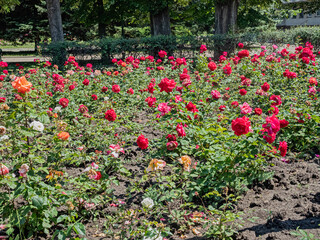 Fototapeta na wymiar A Lawn in A Park in Odessa Is Decorated with Roses On a Bright Sunny Day