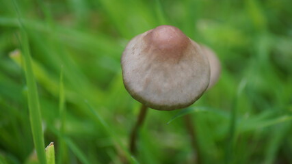 British mushrooms close up in the grass