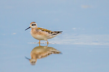 red-necked phalarope