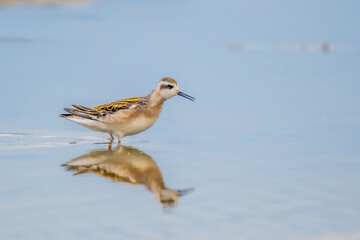 red-necked phalarope