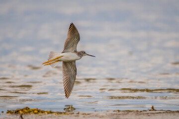 lesser yellowlegs