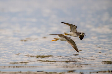 lesser yellowlegs
