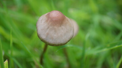 British mushrooms close up in the grass