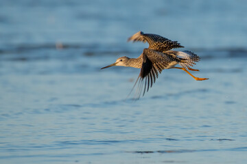greater yellowlegs