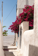 pink and white flowers growing on a white house wall