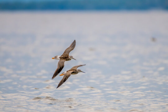 Lesser Yellowlegs