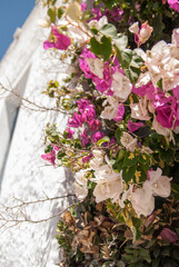 pink and white flowers growing on a white house wall