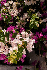 pink and white flowers growing on a white house wall