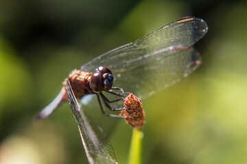 Close em libélula pousada em galho verde.
