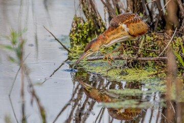 least bittern