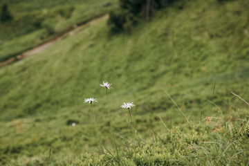A sign on a grassy field