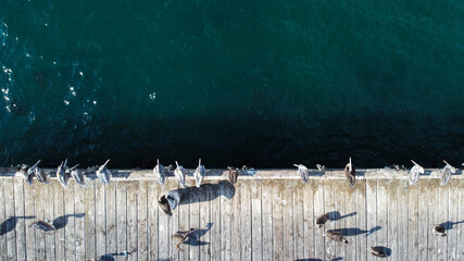 Dock with birds