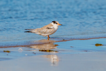 juvenile common tern