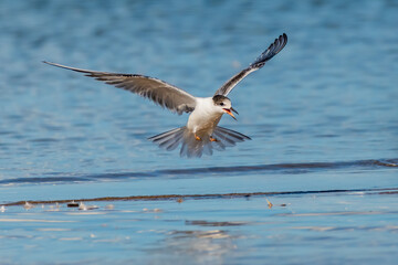 juvenile common tern