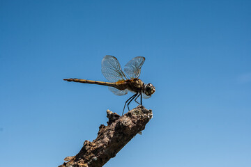 Libélula pousada em galho seco com céu azul.