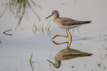 greater yellowlegs