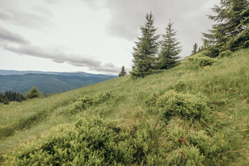 A close up of a hillside next to a tree