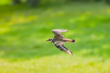 killdeer