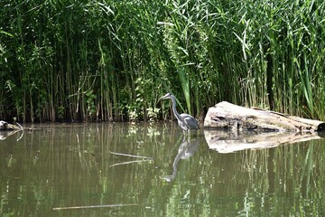 czapla nad stawem