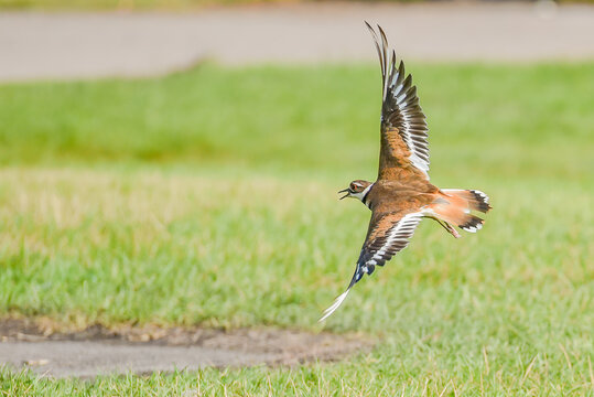 killdeer