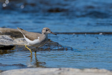 spotted sandpiper