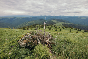 A field with a mountain in the background