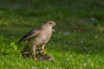 Coopers Hawk