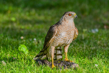 Coopers Hawk