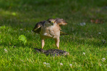 Coopers Hawk