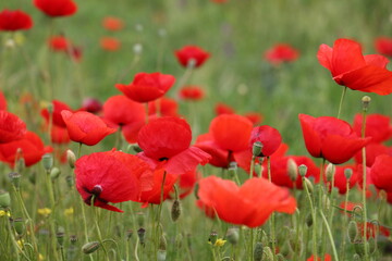 Obraz premium Beautiful field of red poppies