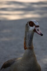 egipskie gesi © Iwona