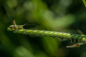 Grilo verde em ramo de capim.