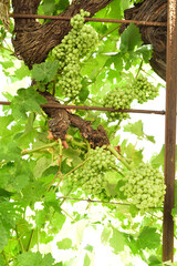 Green grapes in a vine hanging on the facade of a house in southern Spain