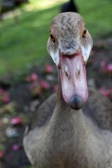 egipskie gesi © Iwona