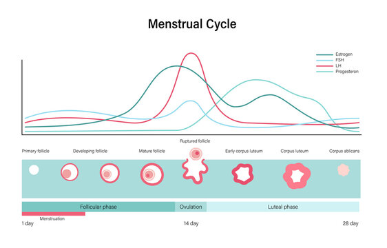 Reproductive system concept
