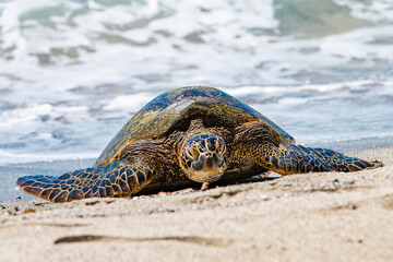 Green Sea Turtle on a beach in Hawaii
